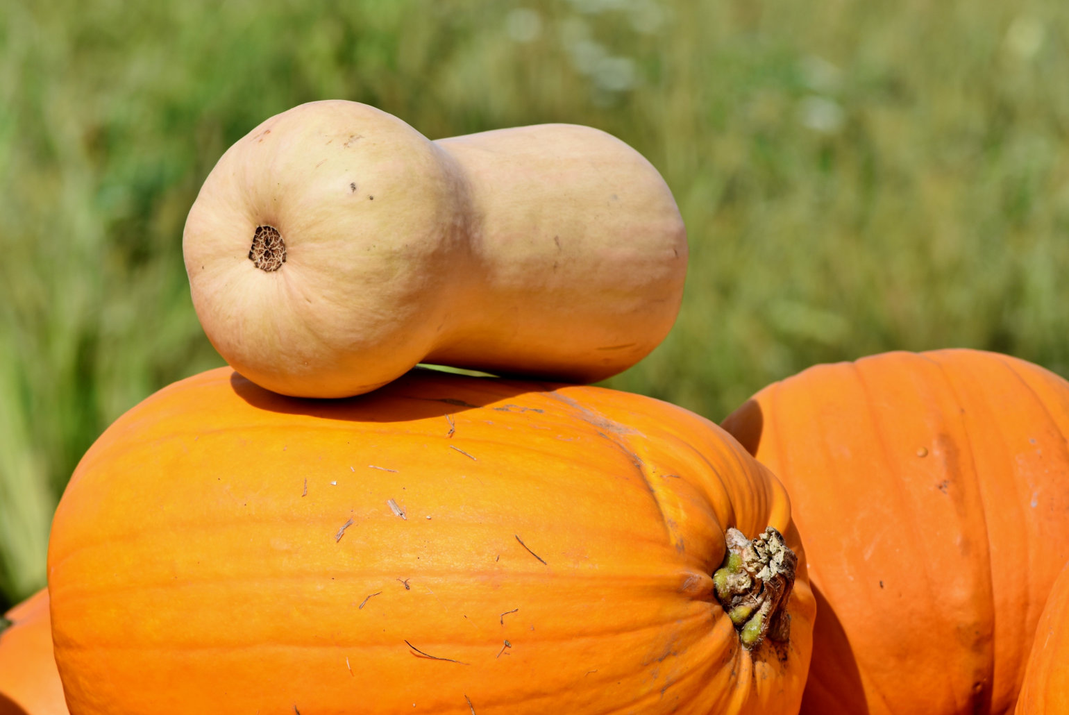 Herbstzeit = Kürbiszeit